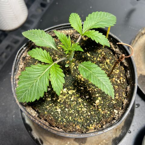 Platinum Jelly growlog photo: 5:45 PM right before nap time
