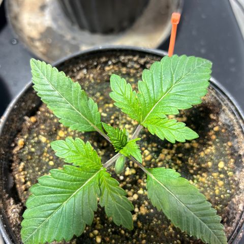 Platinum Jelly growlog photo: 5:45 PM right before nap time