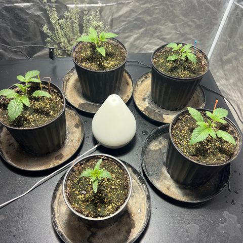 Platinum Jelly growlog photo: 5:45 PM right before nap time