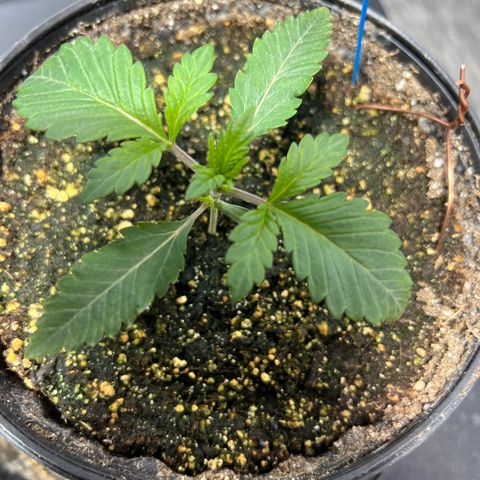 Platinum Jelly growlog photo: 5:45 PM right before nap time