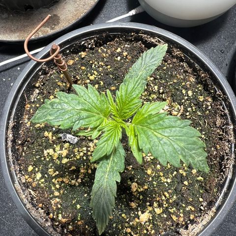 Dwarf Low Flyer growlog photo: 5:45PM right before nap time