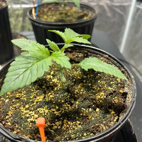 Platinum Jelly growlog photo: Waking up from nap time 10:00PM