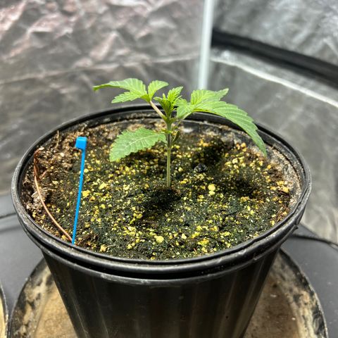 Platinum Jelly growlog photo: Waking up from nap time 10:00PM