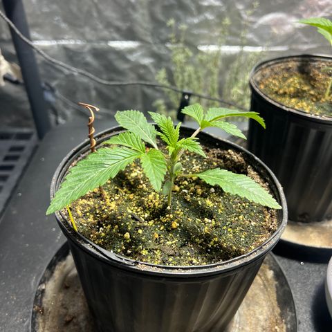 Platinum Jelly growlog photo: Waking up from nap time 10:00PM