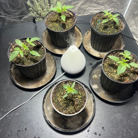 Platinum Jelly growlog photo: Waking up from nap time 10:00PM