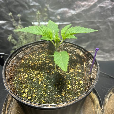 Platinum Jelly growlog photo: Waking up from nap time 10:00PM