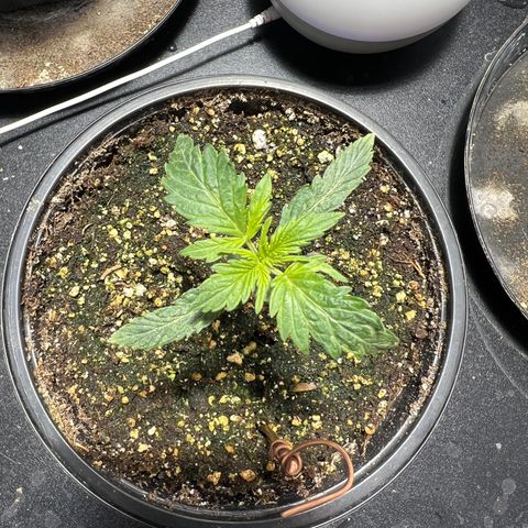 Dwarf Low Flyer growlog photo: Just waking up from Nap time 10:00PM