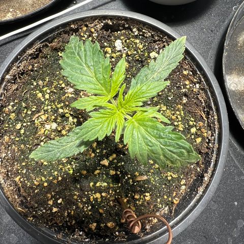 Dwarf Low Flyer growlog photo: Just waking up from Nap time 10:00PM