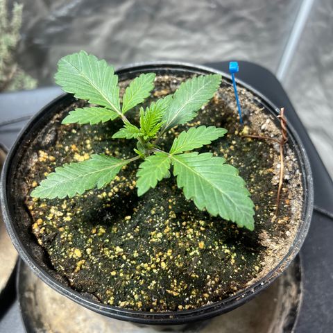 Platinum Jelly growlog photo: 9:30AM