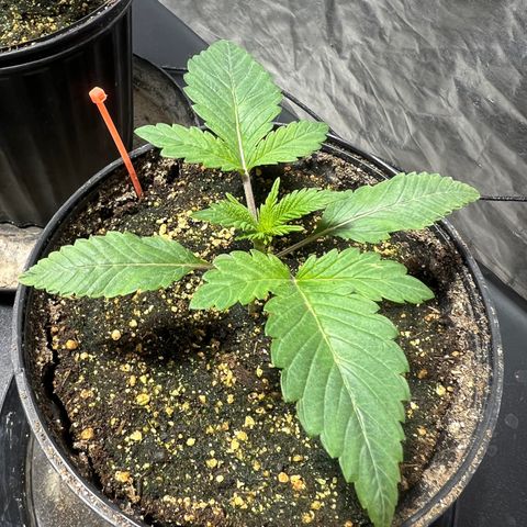 Platinum Jelly growlog photo: 9:30AM