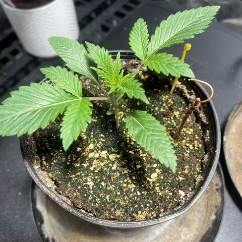 Platinum Jelly growlog photo: 9:30AM