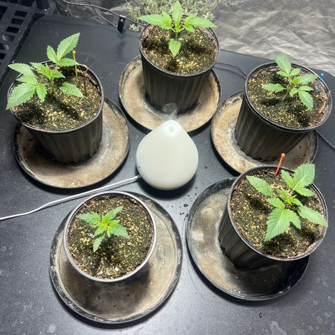 Platinum Jelly growlog photo: 9:30AM