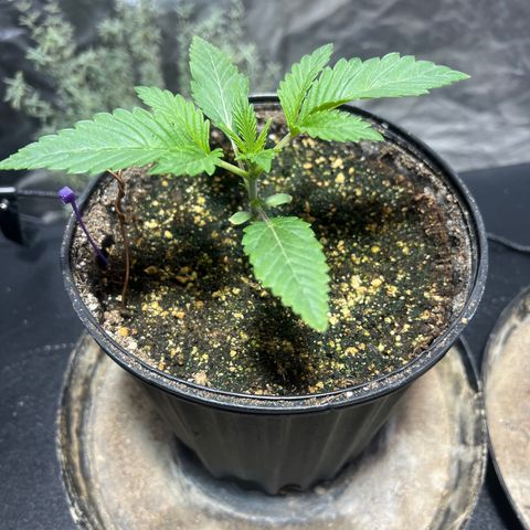 Platinum Jelly growlog photo: 9:30AM
