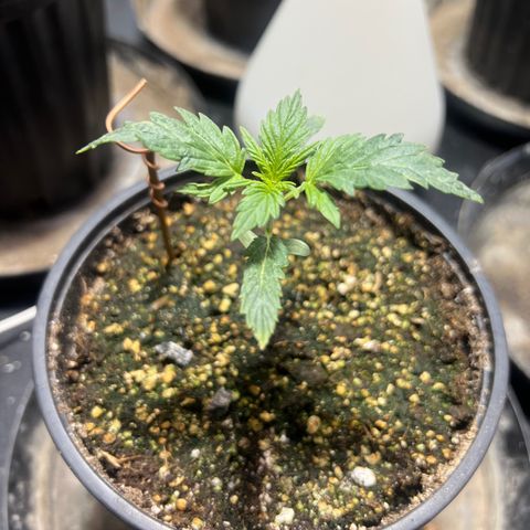 Dwarf Low Flyer growlog photo: 9:30AM