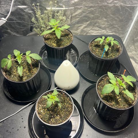 Platinum Jelly growlog photo: After nap time 9:00PM