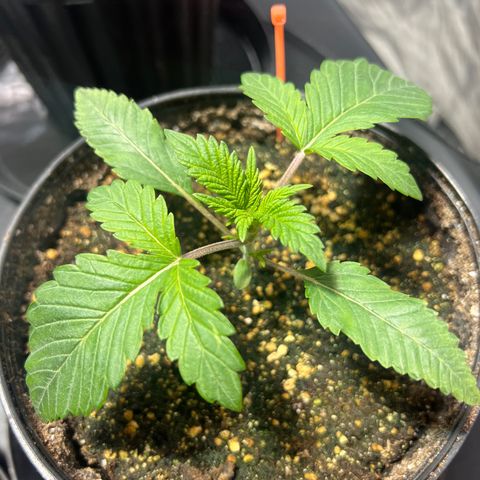 Platinum Jelly growlog photo: After nap time 9:00PM