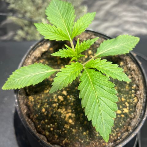 Platinum Jelly growlog photo: After nap time 9:00PM