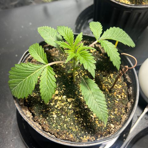 Platinum Jelly growlog photo: After nap time 9:00PM