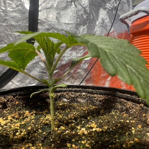 Platinum Jelly growlog photo: After nap time 9:00PM