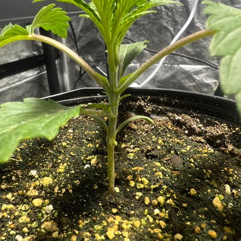 Platinum Jelly growlog photo: After nap time 9:00PM