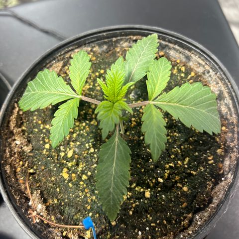 Platinum Jelly growlog photo: After nap time 9:00PM