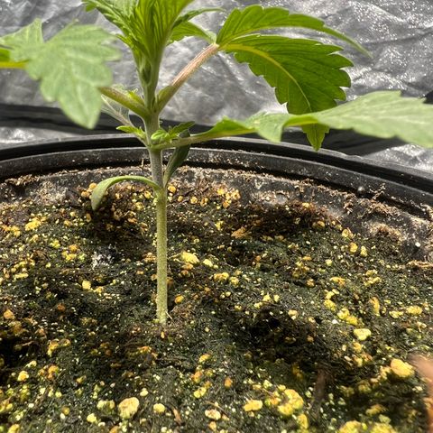 Platinum Jelly growlog photo: After nap time 9:00PM