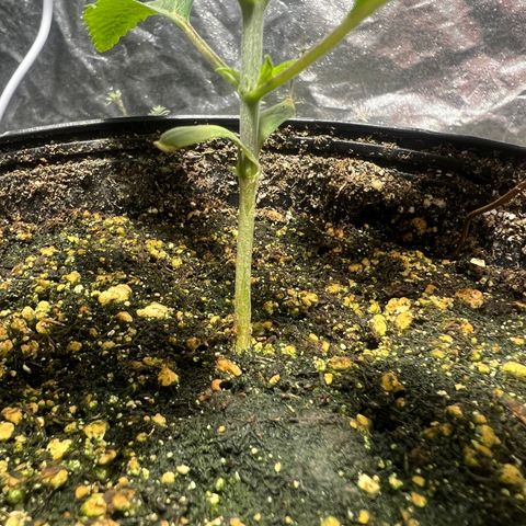 Platinum Jelly growlog photo: After nap time 9:00PM