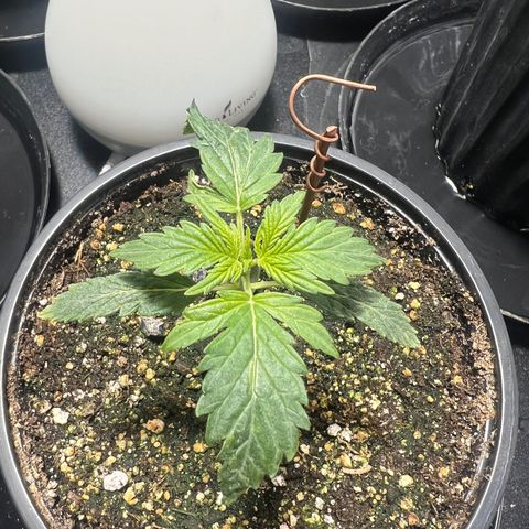 Dwarf Low Flyer growlog photo: 9:00pm after nap time 