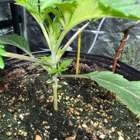 Platinum Jelly growlog photo: 9:30AM