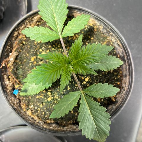 Platinum Jelly growlog photo: 9:30AM