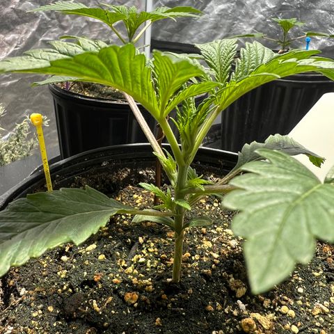 Platinum Jelly growlog photo: 9:30AM