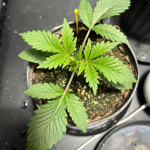 Platinum Jelly growlog photo: 9:30AM