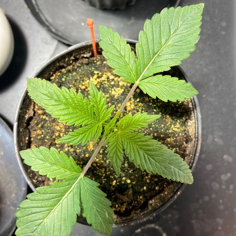 Platinum Jelly growlog photo: 9:30AM