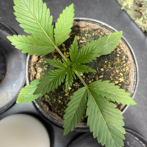 Platinum Jelly growlog photo: 9:30AM