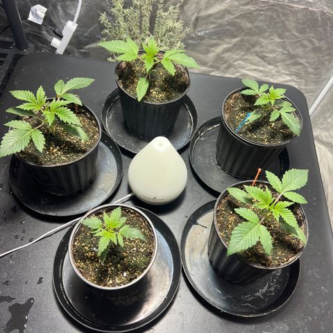 Platinum Jelly growlog photo: 9:30AM