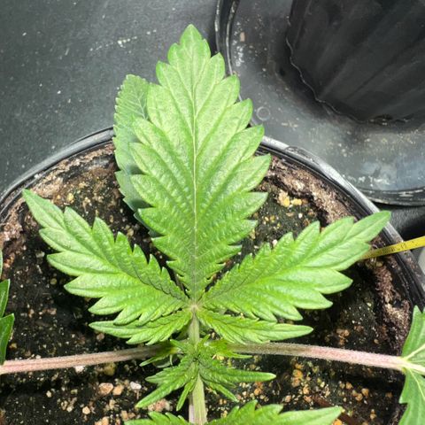 Platinum Jelly growlog photo: 9:30AM