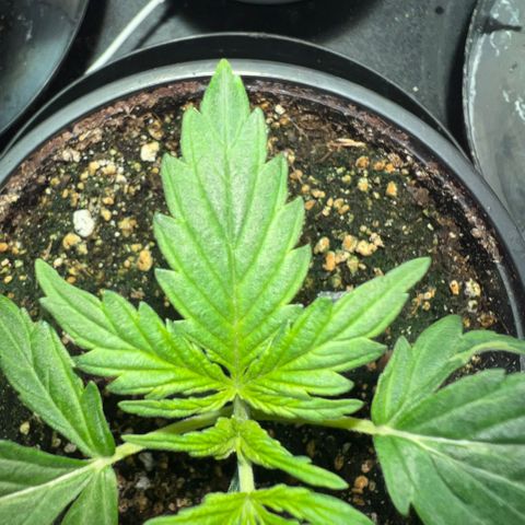 Dwarf Low Flyer growlog photo: 9:30AM