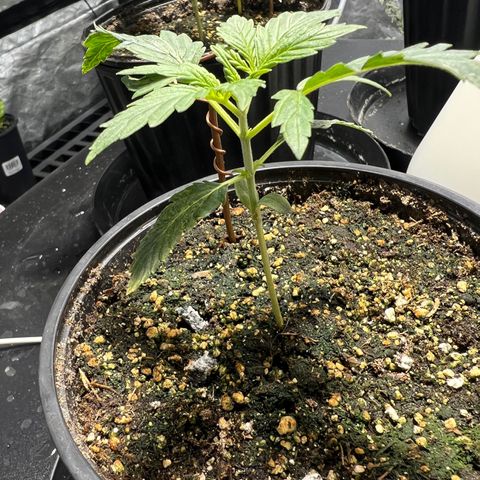 Dwarf Low Flyer growlog photo: 9:30AM