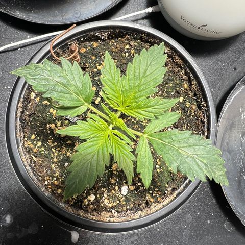Dwarf Low Flyer growlog photo: 9:30AM