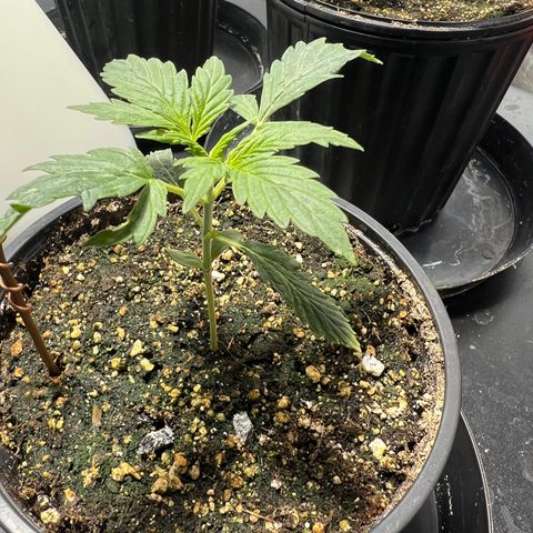 Dwarf Low Flyer growlog photo: 9:30AM