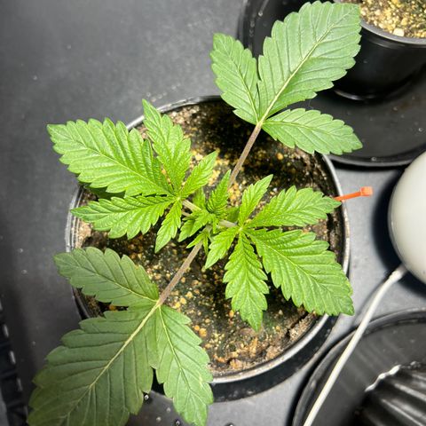 Platinum Jelly growlog photo: 8:30 PM