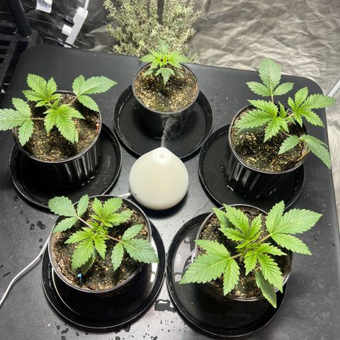 Platinum Jelly growlog photo: 8:30 PM