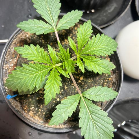 Platinum Jelly growlog photo: 8:30 PM