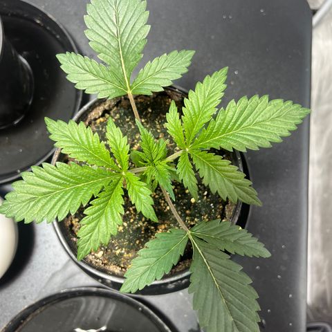 Platinum Jelly growlog photo: 8:30 PM