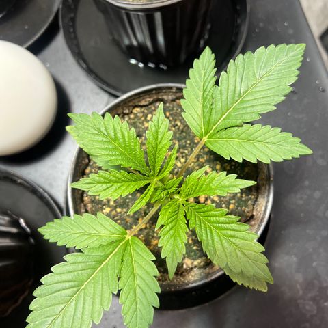 Platinum Jelly growlog photo: 8:30 PM