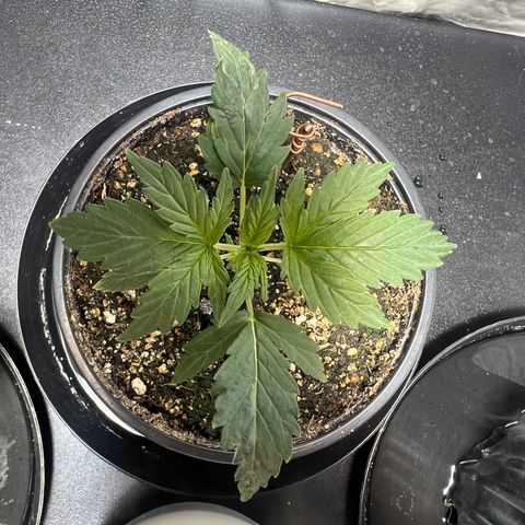 Dwarf Low Flyer growlog photo: 8:30pm