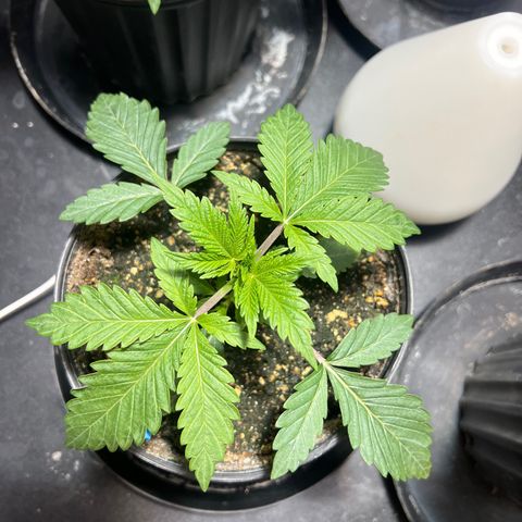 Platinum Jelly growlog timeline photo