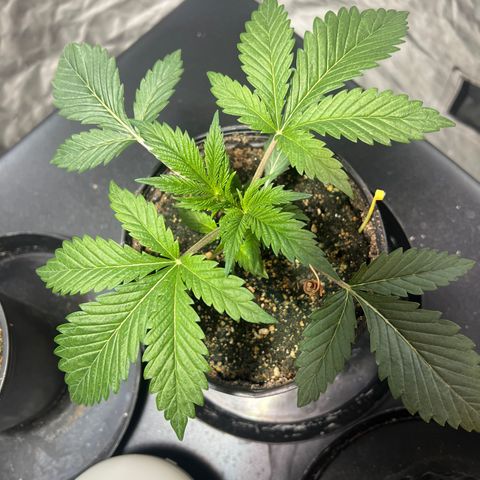 Platinum Jelly growlog timeline photo