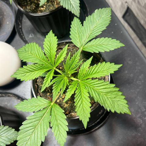 Platinum Jelly growlog timeline photo