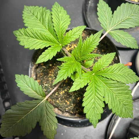 Platinum Jelly growlog timeline photo